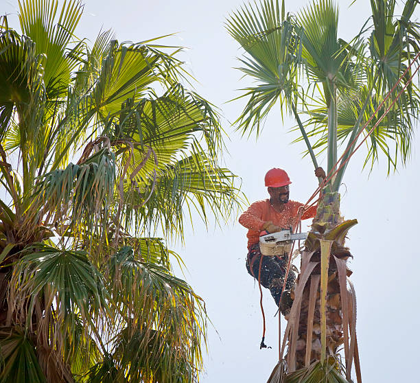 Professional Tree Service in Wyomissing, PA